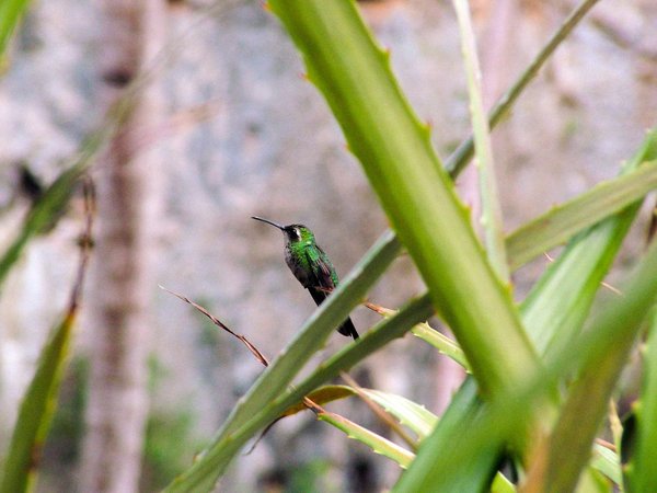 Comment aménager un jardin de fleurs pour attirer les colibris dans une zone tempérée ?