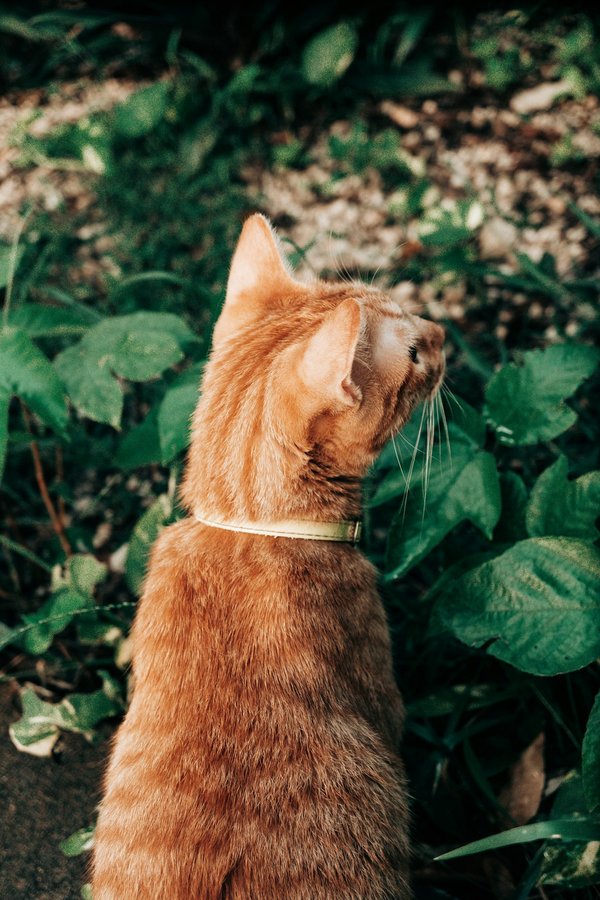 Comment réaliser un jardin aromatique suspendu dans une petite cuisine?